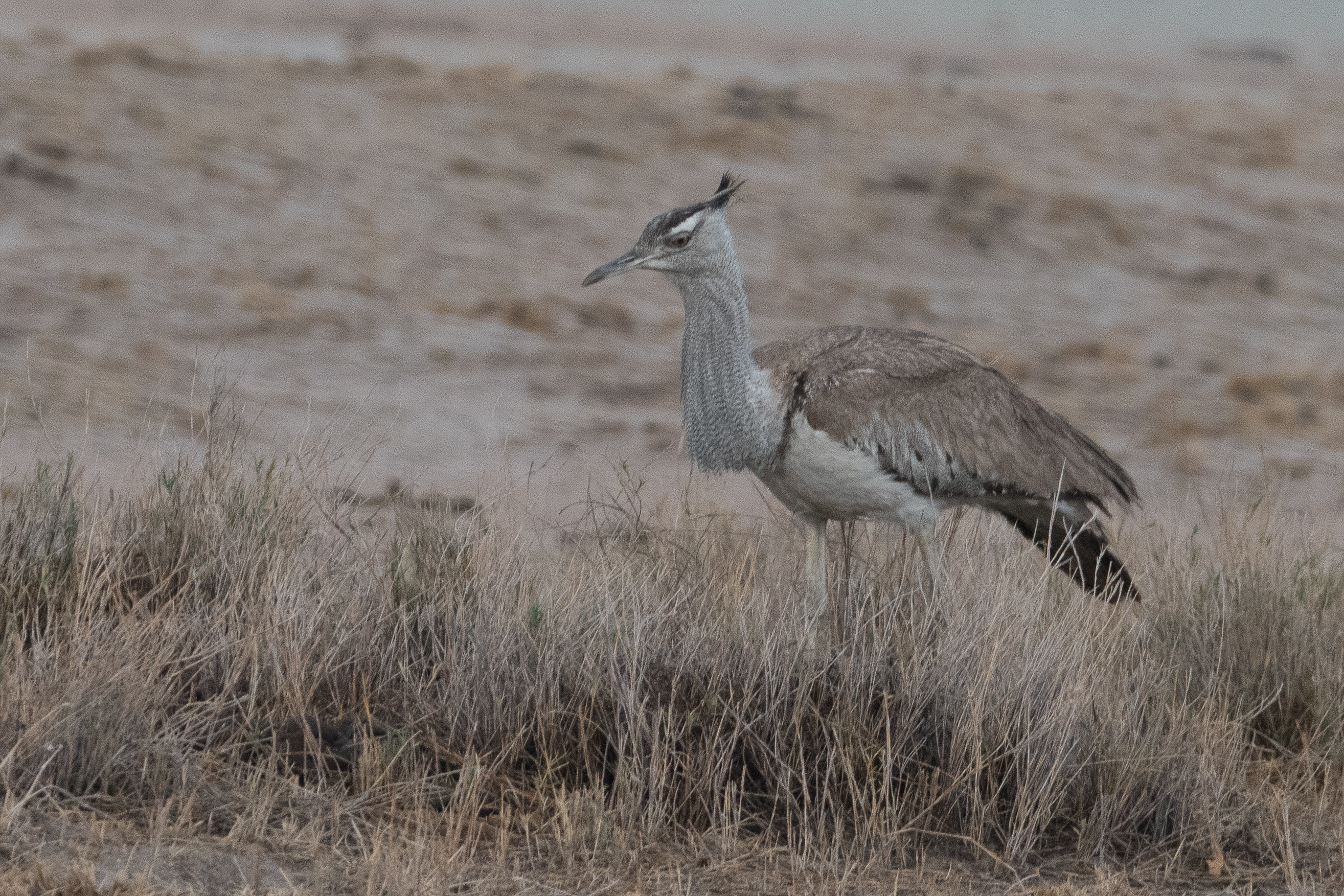 Outarde Kori (Kori bustard, Ardeotis Kori), jeune adulte Parc National d'Etosha, Kunene, Namibie.